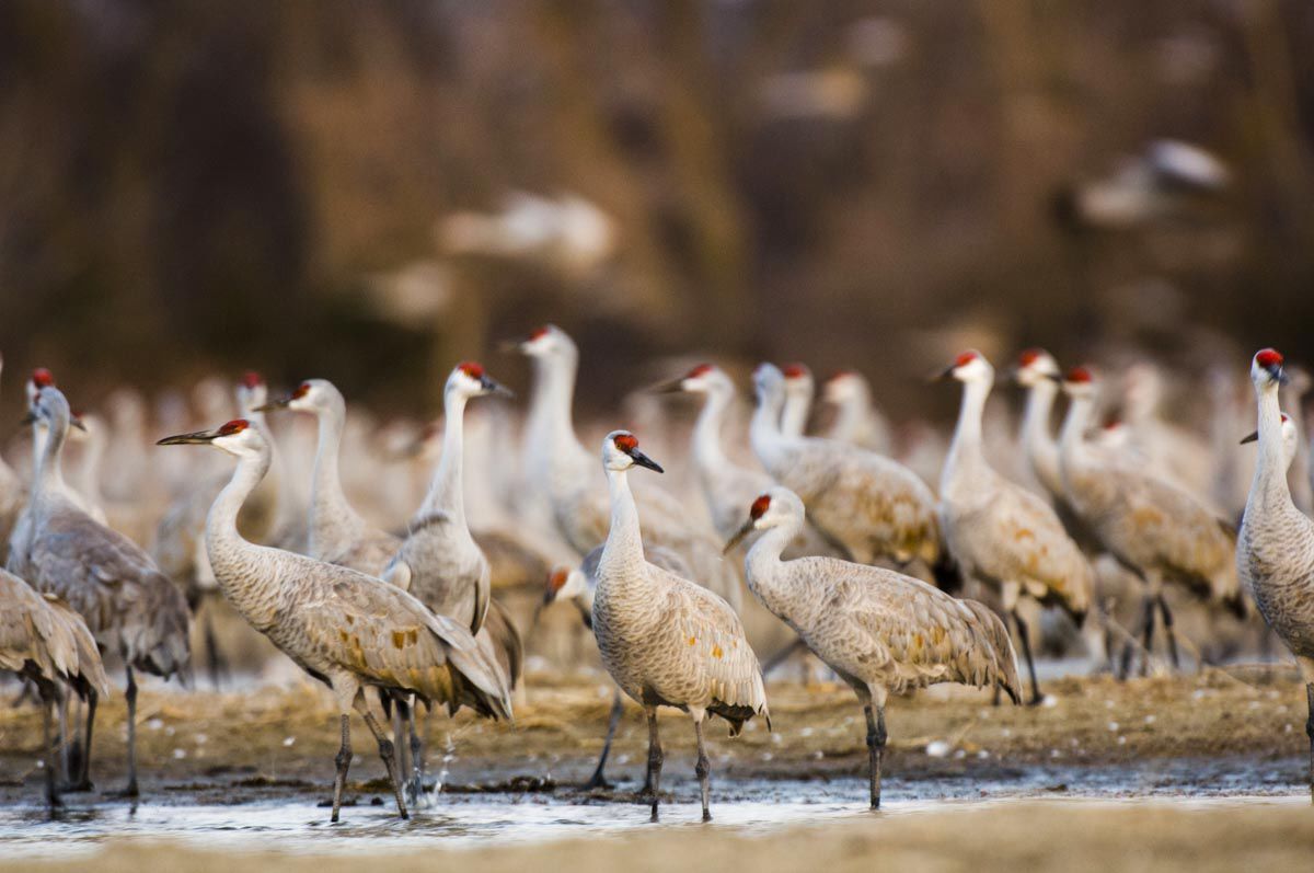 Sandhill cranes